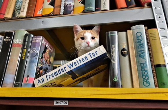 An fremder Welten Tor - Katze beim B&uuml;cherregal